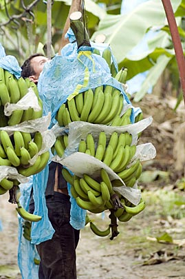 Man gathering bananas in Belize – Best Places In The World To Retire – International Living